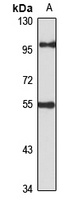 Anti-WDR21 Antibody