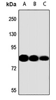 Anti-DCLK1 Antibody