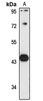 DDI1 antibody