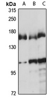 DDX46 antibody