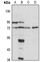 Anti-DDX51 Antibody