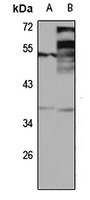 DEDD2 antibody