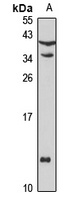 Defensin alpha 3 antibody