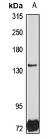 Anti-DHX29 Antibody