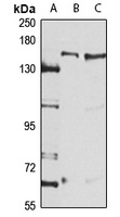 DHX30 antibody