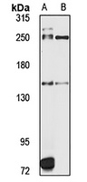 DHX57 antibody