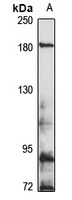 DISP1 antibody