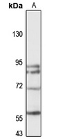 DIXDC1 antibody