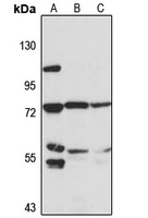 Anti-DLL1 Antibody