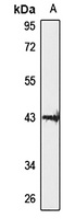 DNAJC18 antibody