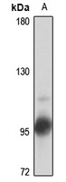 Anti-Dynamin 3 Antibody