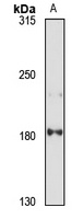 Anti-DOCK1 Antibody