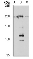 DOCK7 antibody