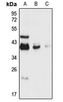 Anti-DPPA4 Antibody