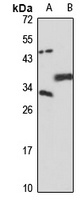 NC2-alpha antibody