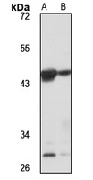 DRG2 antibody