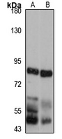 Dystrobrevin alpha antibody