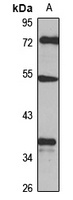 Anti-DUSP10 Antibody