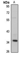 Anti-DUSP12 Antibody