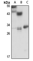 Anti-DUSP19 Antibody