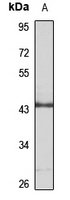 Anti-DUSP5 Antibody