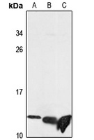 DYNLL1 antibody