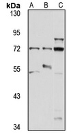 Anti-DYRK4 Antibody