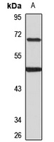 Anti-EBF1 Antibody