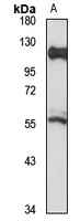 Anti-COE3 Antibody