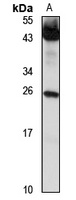 EDARADD antibody