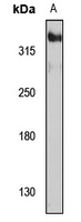 EDEM2 antibody