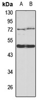 EGLN1/2 antibody