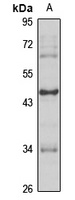 EGR3 antibody