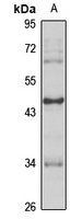 Anti-EGR3 Antibody
