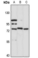 Anti-Elmo2 Antibody