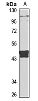 Eme2 antibody