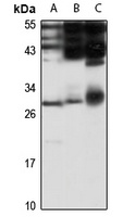 Anti-EMG1 Antibody
