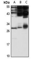 EMG1 antibody