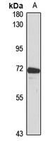 EML2 antibody