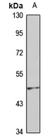 Anti-ENPP7 Antibody