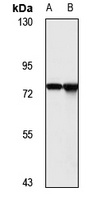 Anti-EPB42 Antibody