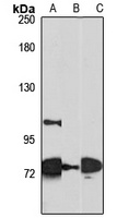 ERCC6L2 antibody