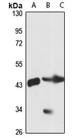 SPFH1 antibody