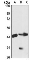 Anti-SPFH1 Antibody
