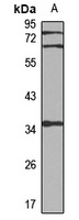 SPFH2 antibody
