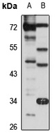 Anti-ERMAP Antibody