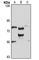 RBM35A antibody