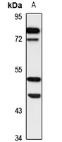 Ethanolamine Kinase 1 antibody