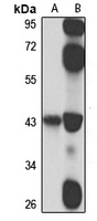 EXO5 antibody