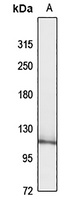 FAM120A antibody